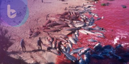 氣憤！日本大規模獵殺海豚影片流出！科學家：千萬別吃，恐導致癲癇！