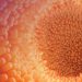 Scientific reports：有關結直腸癌預後，免疫療法新研究