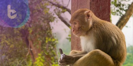 科學家研究：猴子施打DNA疫苗可預防SARS-CoV-2感染，感染後可預防再次感染