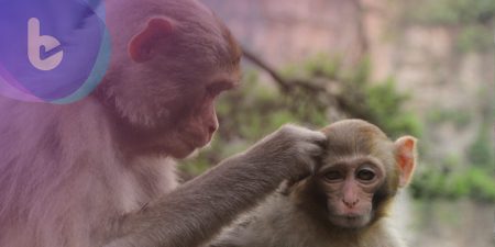 英國研究發現：瑞德西韋於患病的恒河猴有顯著的治療功效