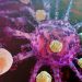 外國科學家發現HTLV-1病毒誘導炎症和癌症的新機制