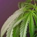 美科學家證實：懷孕期間吸食大麻恐造成小孩未來的睡眠障礙