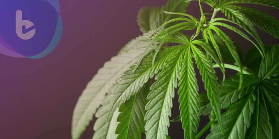 美科學家證實：懷孕期間吸食大麻恐造成小孩未來的睡眠障礙