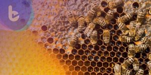 外國研究證實：蜜蜂毒素可用於抑制惡性乳腺癌細胞