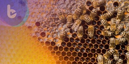 外國研究證實：蜜蜂毒素可用於抑制惡性乳腺癌細胞