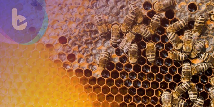 外國研究證實：蜜蜂毒素可用於抑制惡性乳腺癌細胞